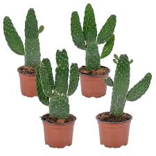 Let me count the ways: Road Kill Cactus Opuntia Rubescens Indoor Plant O12 Cm H30 Cm Garden Jardinitis