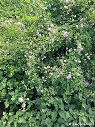 Image result for Mimosa diplotricha