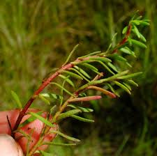 Image result for Laurembergia repens