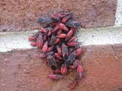 The job is not done if your problem is not gone. Management Of Pest Insects In And Around The Home Uga Cooperative Extension