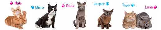 Cats filme completo (2019) está disponível, como sempre em respostas. Cat Names Search Find The Perfect Name For Your Cat 1500 Names