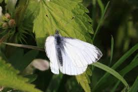 Image result for Pieris napi