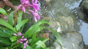 Check spelling or type a new query. Cara Berkembang Biak Anggrek Tanah