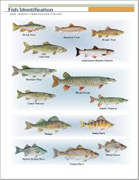 Freshwater Fish Species Freshwater Fish Fishing Chart