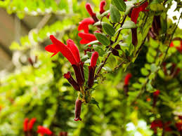Other vines lacking the means of attachment can. Aeschynanthus Lipstick Vine Info How To Care For A Lipstick Plant
