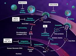Image result for Integrase Strand Transfer Inhibitor