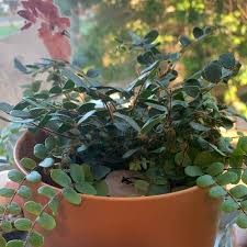 Image result for Pellaea dura