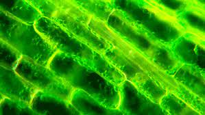 Jul 22, 2021 · asian journal of plant science & research (ajpsky) provides a podium for researchers all over the world for the publication of scientific research findings in plant science field. Gif Cell Fuel Animated Gif On Gifer