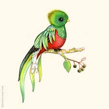 Birds That Start With Q In Spanish Alphabet Print Abc Animals Bird Print Bird Watercolor Painting Bird Illustration Alphabet Anim Bird Watercolor Paintings Bird Illustration Watercolor Bird