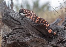 Pin On Lizards