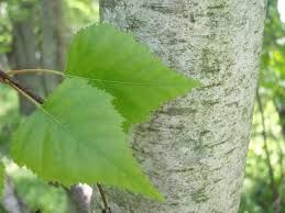 Examine the whole tree before coming to a conclusion. 15 Trees Every Outdoor Lover Should Learn To Identify