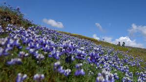 Check spelling or type a new query. Photos Exploring The Northern California Super Bloom On Table Mountain
