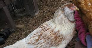 Easteregger Can Lay Blue Green Olive Aqua Eggs Easter Eggers Easter Eggers Hen Easter Egger Chicken