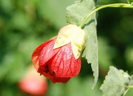 Image result for Abutilon sp.no.1