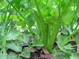How complicated can the life cycle be? How To Plant And Grow Celery
