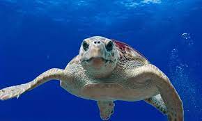 The world's largest coral reef system, the great barrier reef stretches almost 1500 miles into the pacific from the tip of queensland. Tiere Im Great Barrier Reef Die Great 8 So Entdeckst Du Sie