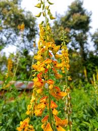 Image result for Crotalaria pisicarpa