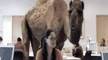 Camel cake for hump day. Hump Day Camel Birthday Gifs Tenor
