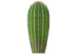 Join me as i take you along on a cacti filled hike through the desert mountains on the outskirts on joshua. 3d Flowers Arizona Barrel Cactus Acca Software