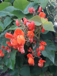 Image result for Phaseolus coccineus