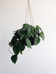 Heartleaf Philodendron Houseplant Care Guide Hanging Plants Hanging Plants Indoor Hanging Plants Diy