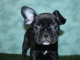 Deposit must be received within 12 hrs from the time a pup is requested to be reserved or the puppy will be available to the next buyer. French Bulldog Dog Female Black Brindle 2726133 Petland Dalton
