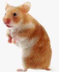 Including transparent png clip art. Pet Hamster Png Free Pet Hamster Png Transparent Images 109630 Pngio