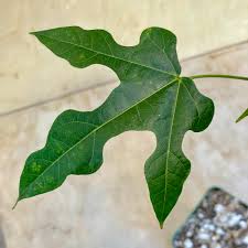 Image result for Brachychiton discolor
