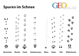 Wer im winter draussen unterwegs ist, hat gute chancen auf tierspuren im frischen schnee zu stossen. Spieletipps Fur Kinder Im Januar Tierspuren Im Schnee Tierspuren Spuren Im Schnee