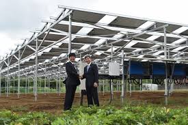 太陽光パネルの下でニンニク栽培 千葉エコと清水建設がソーラーシェアリング事業を開始 自然エネルギー スマートジャパン