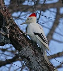 Black And White Birds In Pa White Pileated Woodpecker Pure White Pileated Woodpecker In A Small Park In West Chester Pa Woodpecker Beautiful Birds Pretty Birds