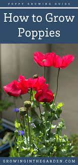 We did not find results for: How To Grow Poppies 8 Tips For Growing Poppies Growing In The Garden