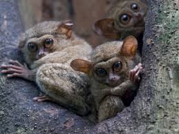 Monyet jenis ini mendiami daerah di afrika barat. Tarsius Monyet Kecil Langka Bermata Lebar Indozone Id