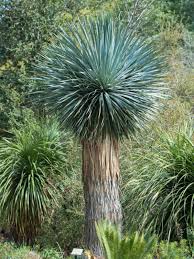 Image result for Yucca