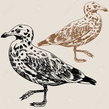 Pixiv is a social media platform where users can upload their works (illustrations, manga and novels) and receive much support. Seagull Drawing Brown Royalty Free Cliparts Vectors And Stock Illustration Image 5327448