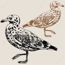 New users enjoy 60% off. Seagull Drawing Brown Royalty Free Cliparts Vectors And Stock Illustration Image 5327448