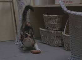 Arachnophobia 1990 Cinema Cats