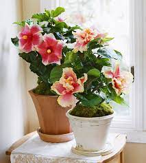 Wildflowers usually are very showy, and flower lovers everywhere have been known to gather seeds to be planted in home gardens. 22 Of The Most Beautiful Blooming Houseplants Indoor Flowers Easy House Plants Plants