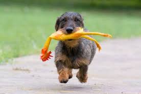 Find all the information for family pet animal hospital, that provides veterinary services in garner, nc 27529. Family Pet Animal Hospital Home Facebook