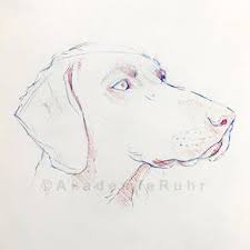 Du muss erst laufen lernen, bevor du eine du kannst dir sicherlich vorstellen, dass tiere nur sehr langsam lernen. Tierportraits Zeichnen Lernen Akademie Ruhr