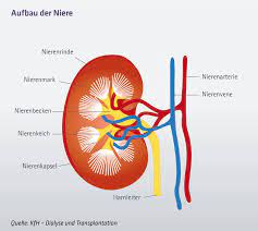 Nieren Nierenerkrankungen Und Nierenpatienten Ihre Nieren Liegen Uns Am Herzen Die Nephrologen