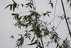 Image result for Oxytenanthera abyssinica