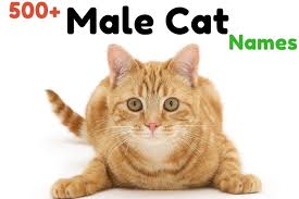 There are 50 excellent options below, so make sure you go through each one to find t he name that's perfect for your cat. 500 Male Cat Names Which Are Most Popular