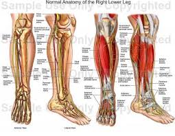 Heart valentine light vector background. Normal Anatomy Of The Right Lower Leg Nerves In Leg Anatomy Muscle Diagram