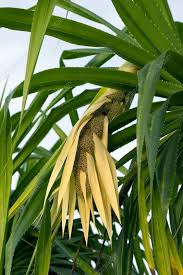 Image result for Pandanus