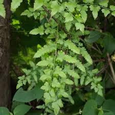 Image result for Lygodium