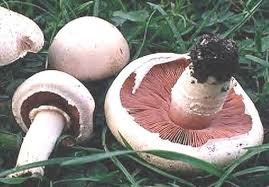 Sous Quels Arbres Trouver Des Champignons Champignons Passion Champignon Comestible Champignon Plantes Comestibles