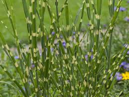 Pin Auf Garten