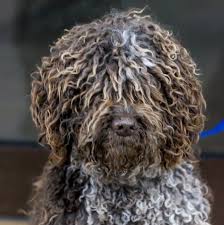 Hindquarters trim any long hair on legs. 14 Curly Haired Dogs That Ll Have The Same Do As You In 2020 Portuguese Water Dog Dogs Curly Hair Styles