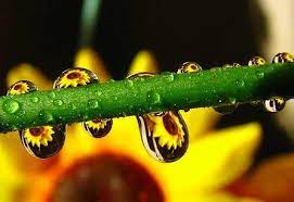 6 Tips For Successful Macro Photography Macro Photography Macro Photography Subjects Quotes About Photography